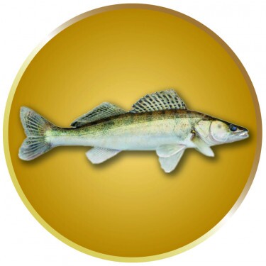Zubáč emblém